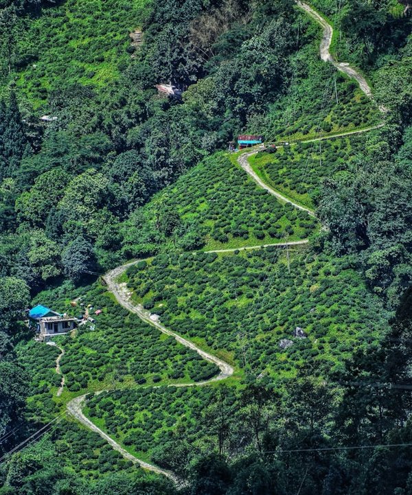 Comment découvrir les jardins de thé traditionnels au Sri Lanka?