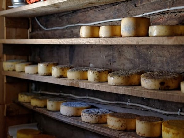 Comment organiser un circuit de dégustation de fromages en Suisse?