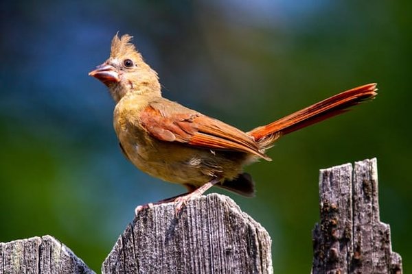 Quels sont les meilleurs spots pour observer les oiseaux rares dans le delta de l'Okavango, Botswana?